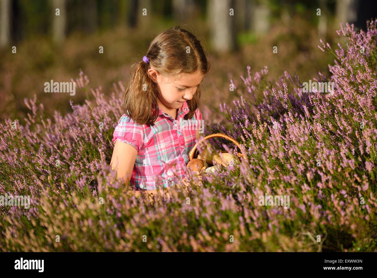 Girl collecting mushrooms in a pine forest Stock Photo