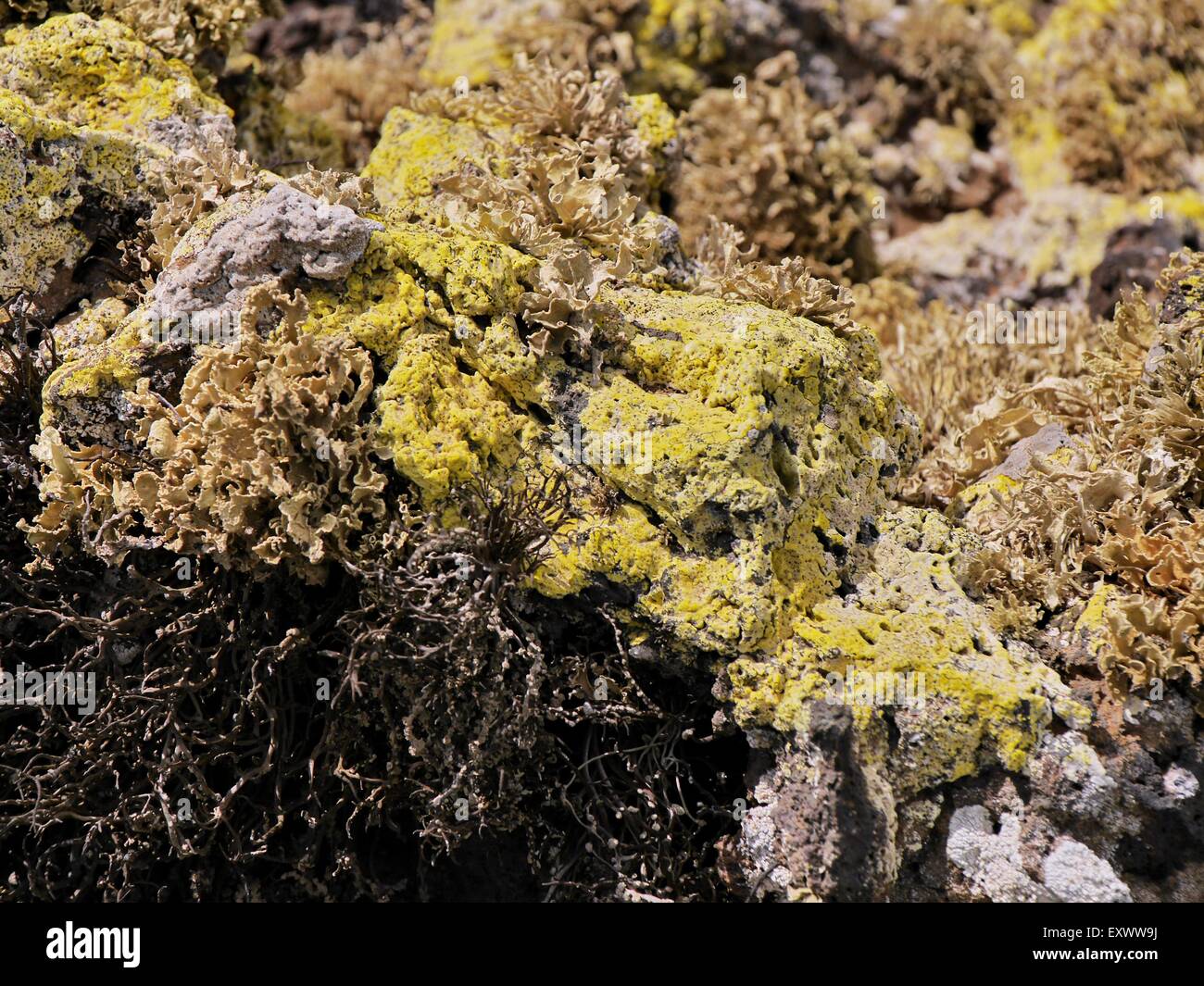 Igneous rocks with lichens, Lanzarote, Canaries, Spain, Europe Stock Photo