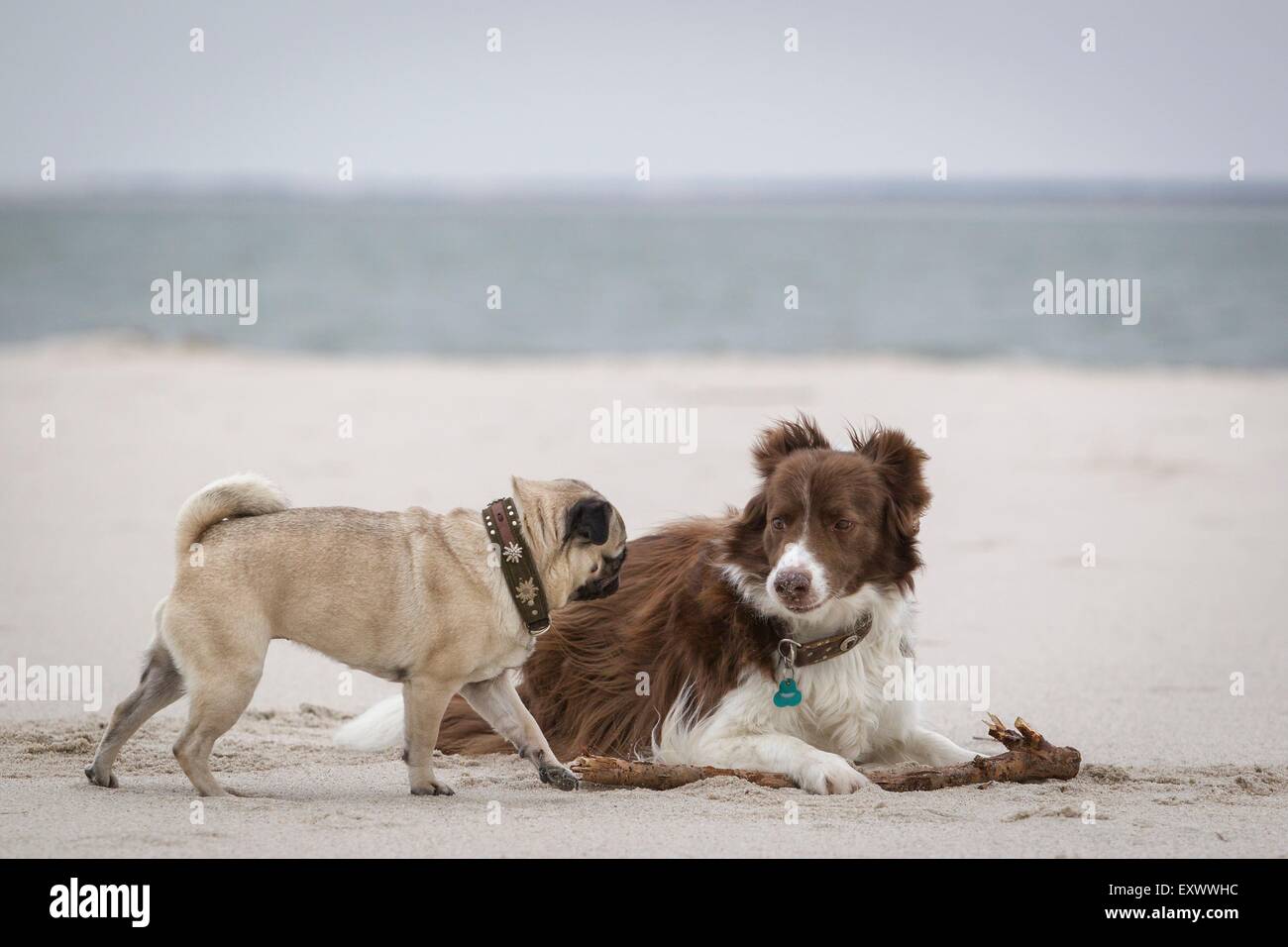 Pug dog and Border Collie at beach, Sylt, Schleswig-Holstein, Germany, Europe Stock Photo