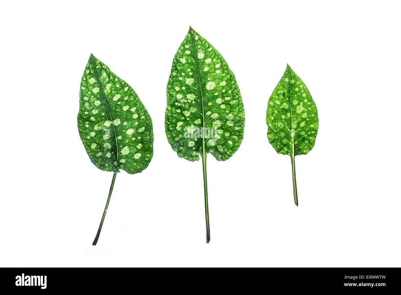 Three leaves of lungwort Stock Photo