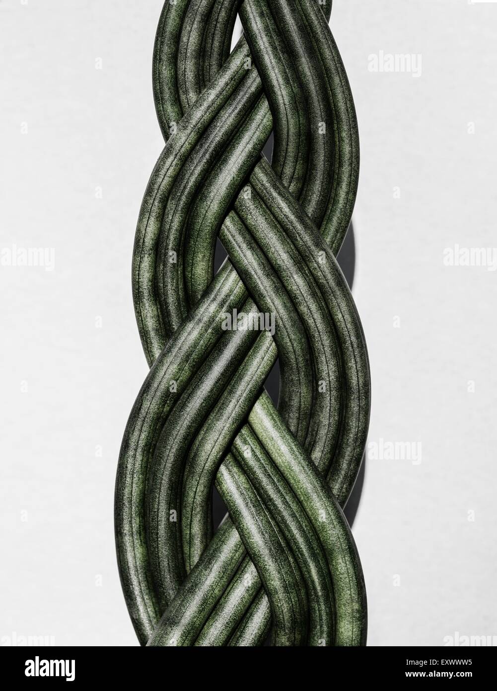 Sansevieria Stock Photo