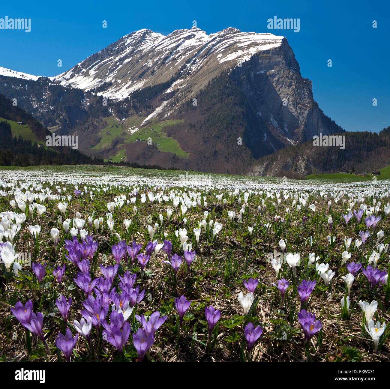 Kanisfluh and flower meadow with crocus, Bregenzer Wald, Vorarlberg, Tyrol, Austria, Europe Stock Photo
