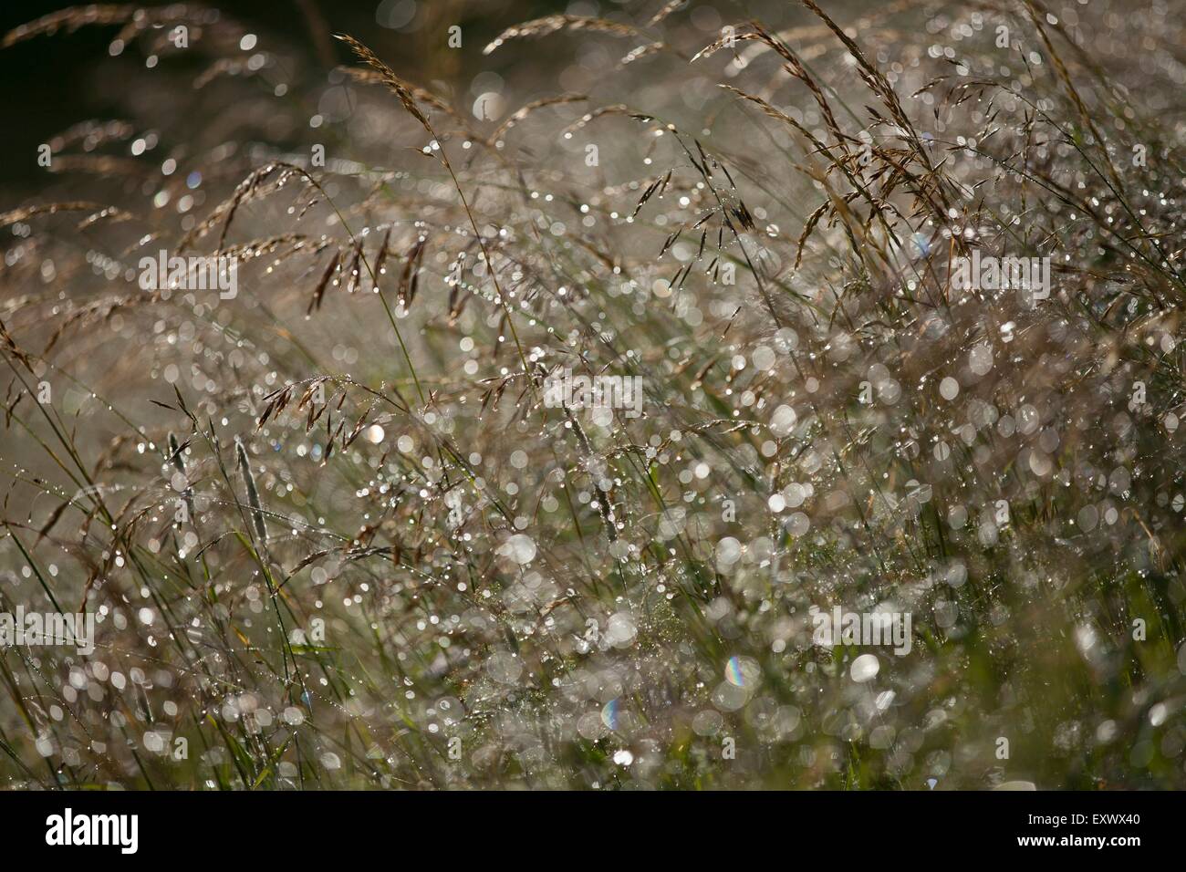 Blades of grass with dew drops Stock Photo Alamy