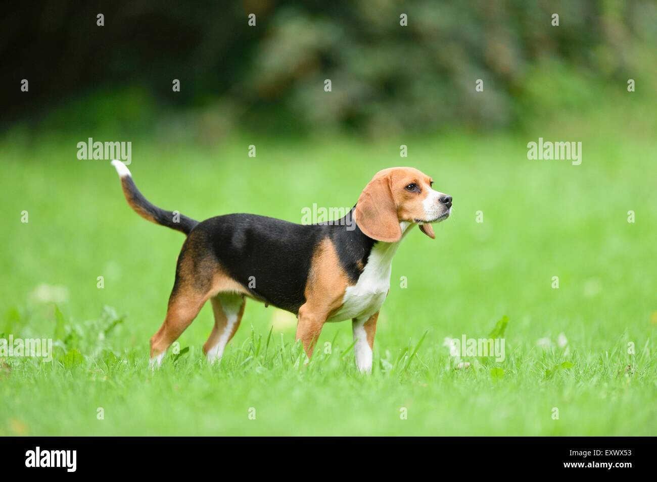 Garden of palatinate hi-res stock photography and images - Alamy