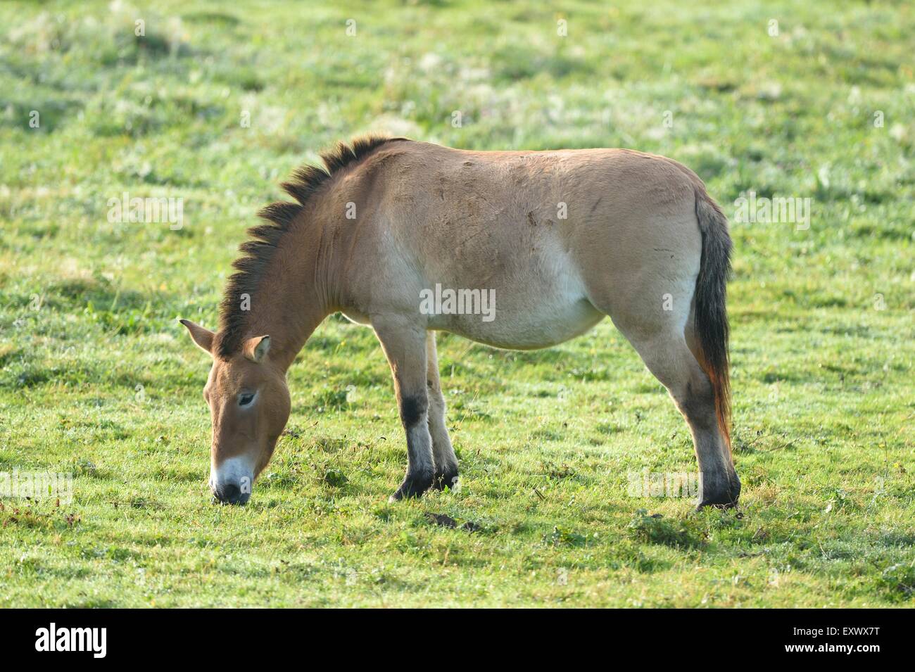 Przewalskis Horse, Equus ferus przewalskii, Bavarian Forest, Bavaria, Germany, Europe Stock Photo