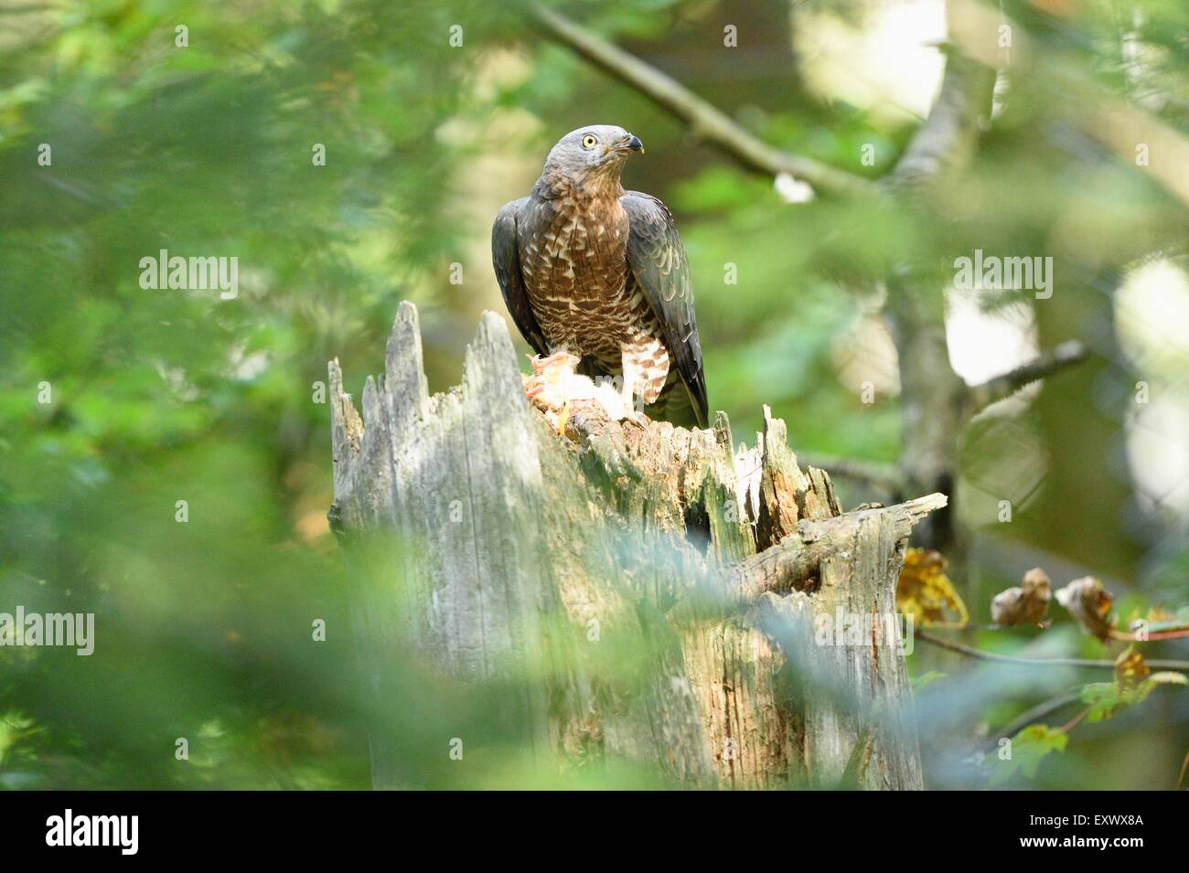 Honey buzzard, Pernis apivorus, Bavarian Forest, Bavaria, Germany, Europe Stock Photo