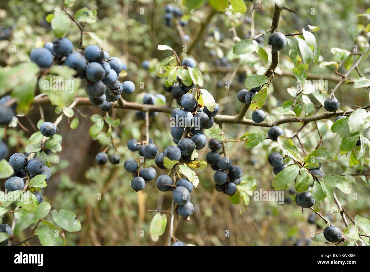 Fruits of blackthorn, Prunus spinosa, Upper Palatinate, Bavaria, Germany, Europe Stock Photo