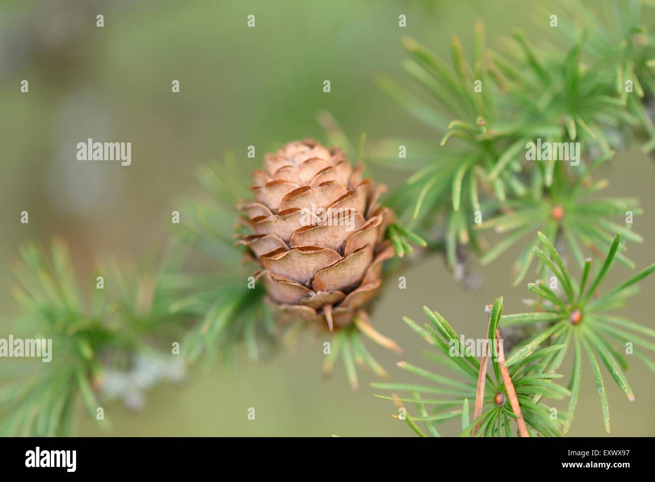 Cone of an european larch, Larix decidua, Upper Palatinate, Bavaria, Germany, Europe Stock Photo