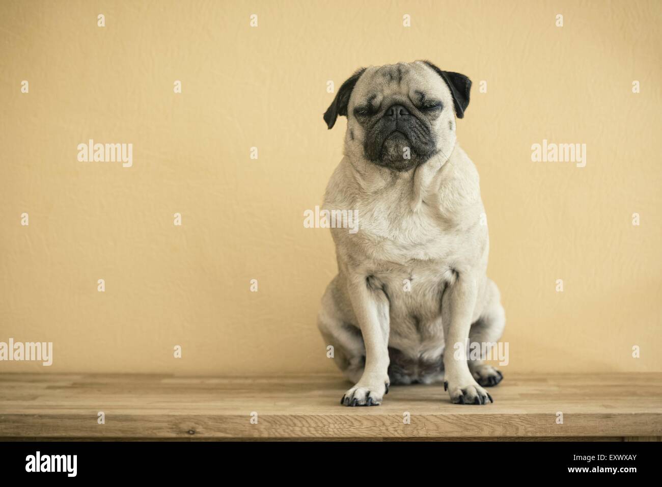 Pug dog sitting with closed eyes on a wooden bench Stock Photo