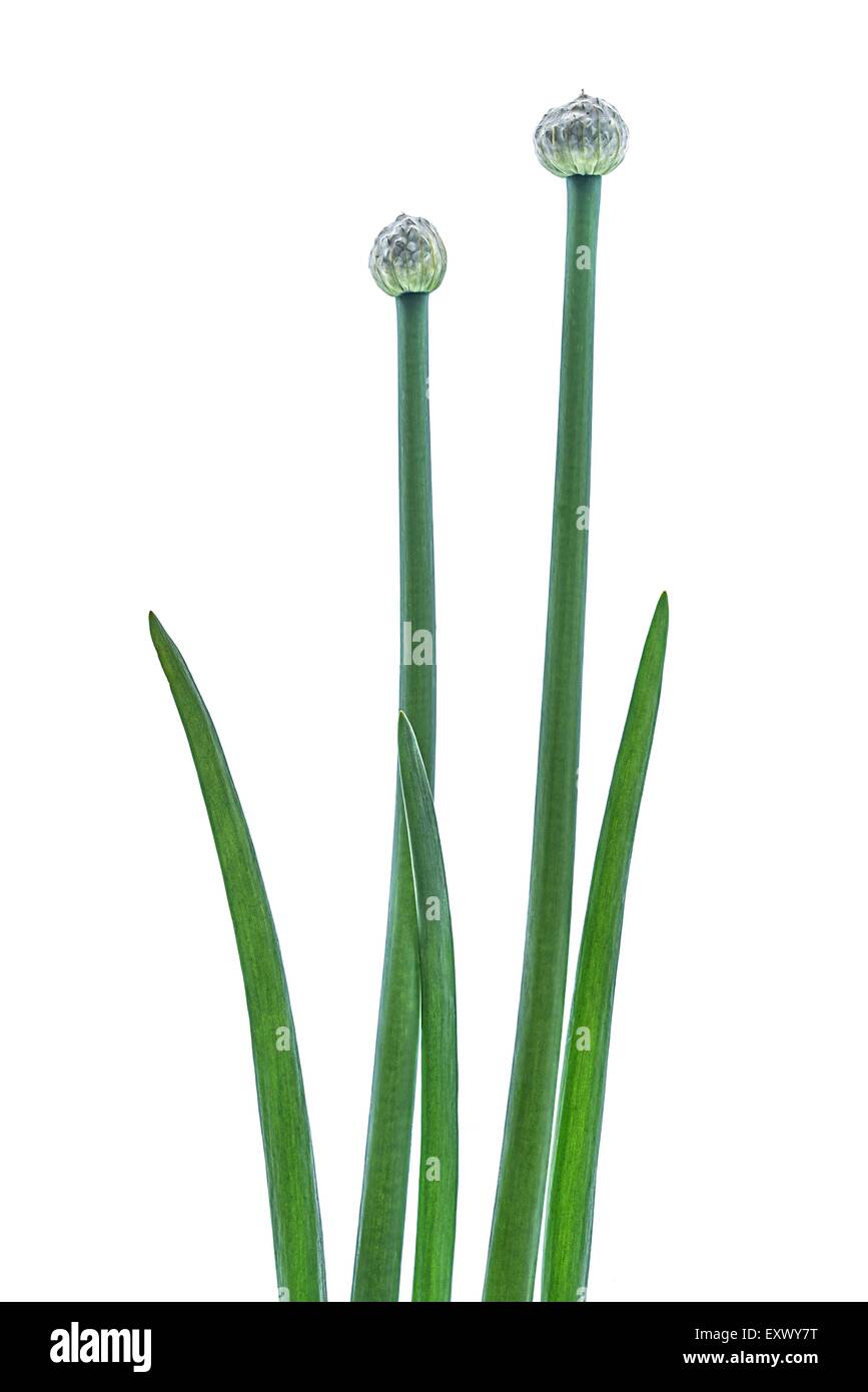 Onion plants hi-res stock photography and images - Alamy