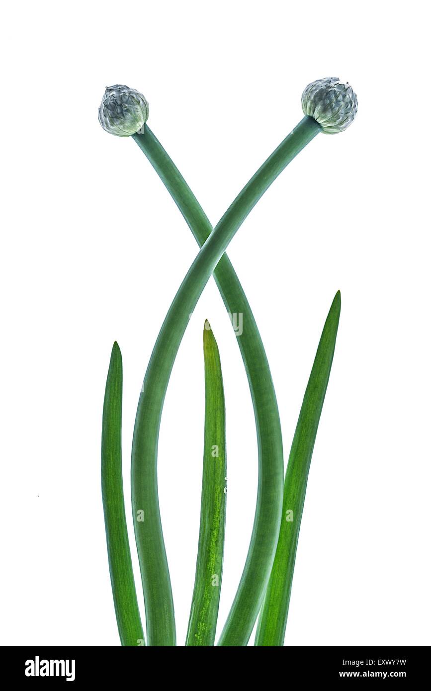 Onion plants hi-res stock photography and images - Alamy