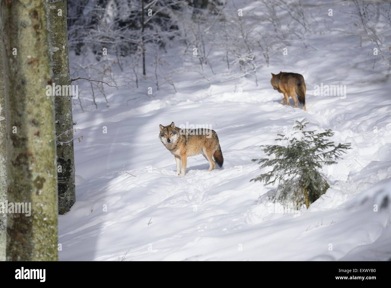 European Wolves, Bavarian forest, Bavaria, Germany, Europe Stock Photo