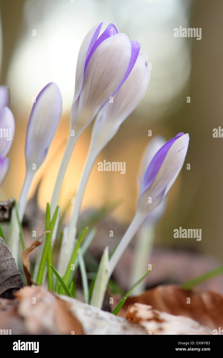 Spring Crocus, Crocus vernus, Upper Palatinate, Bavaria, Germany, Europe Stock Photo