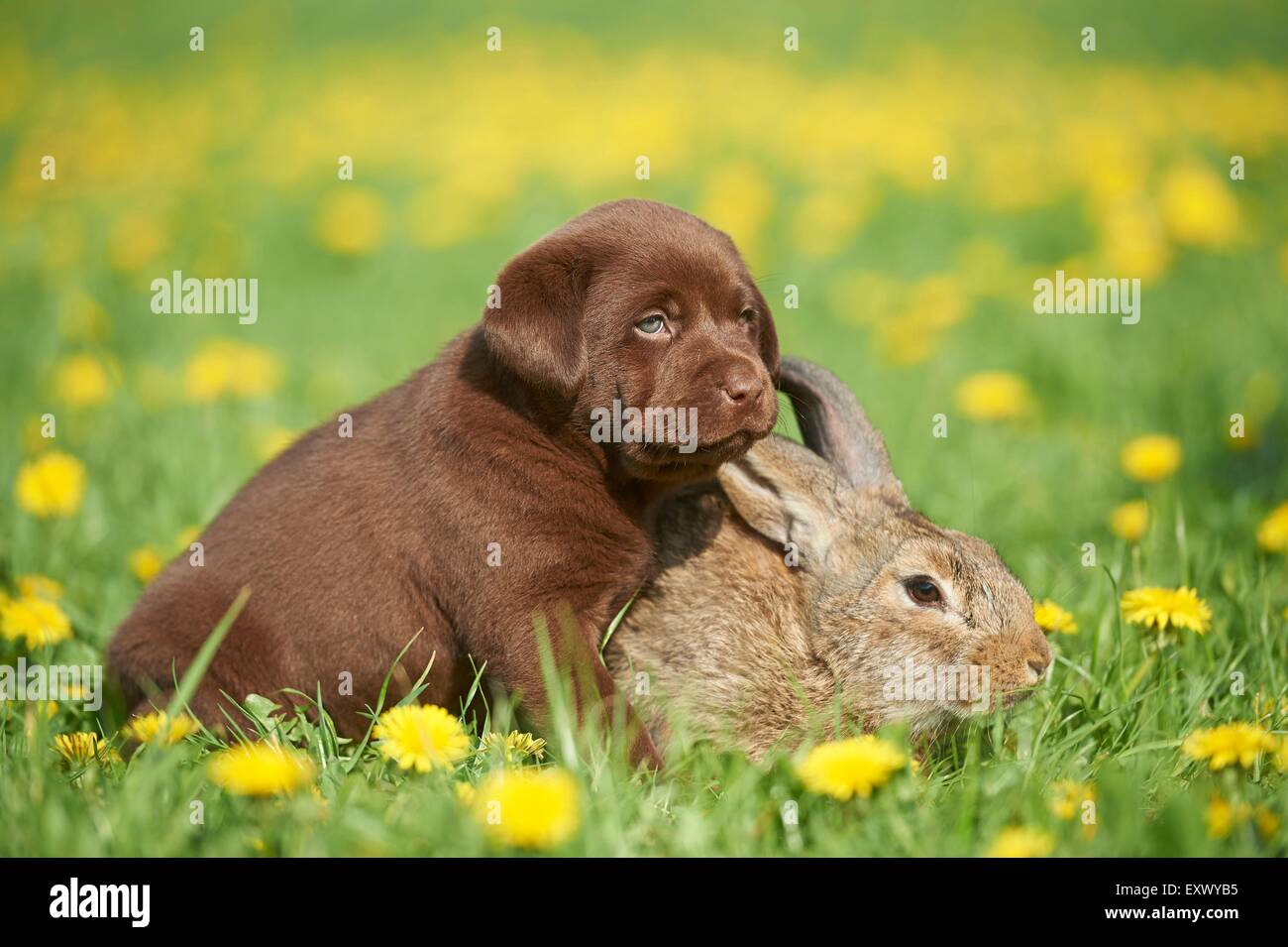 Labrador puppy and rabbit, Upper Palatinate, Bavaria, Germany, Europe Stock Photo