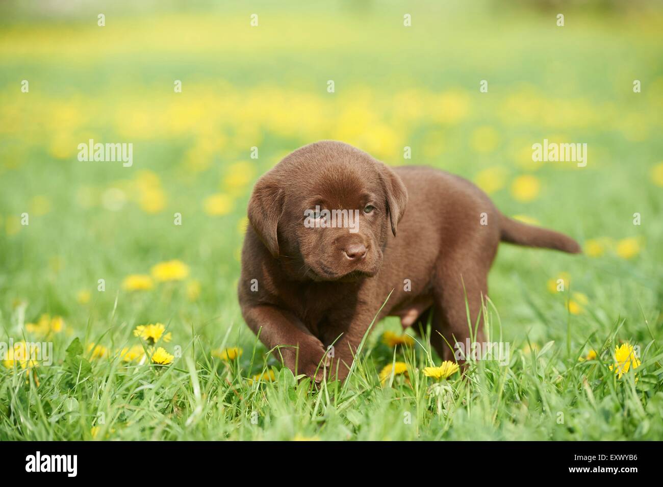 Labrador puppy, Upper Palatinate, Bavaria, Germany, Europe Stock Photo
