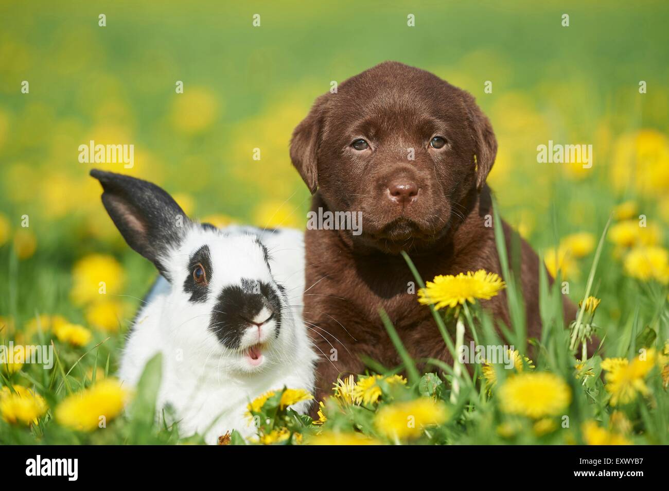 Labrador puppy and rabbit, Upper Palatinate, Bavaria, Germany, Europe Stock Photo