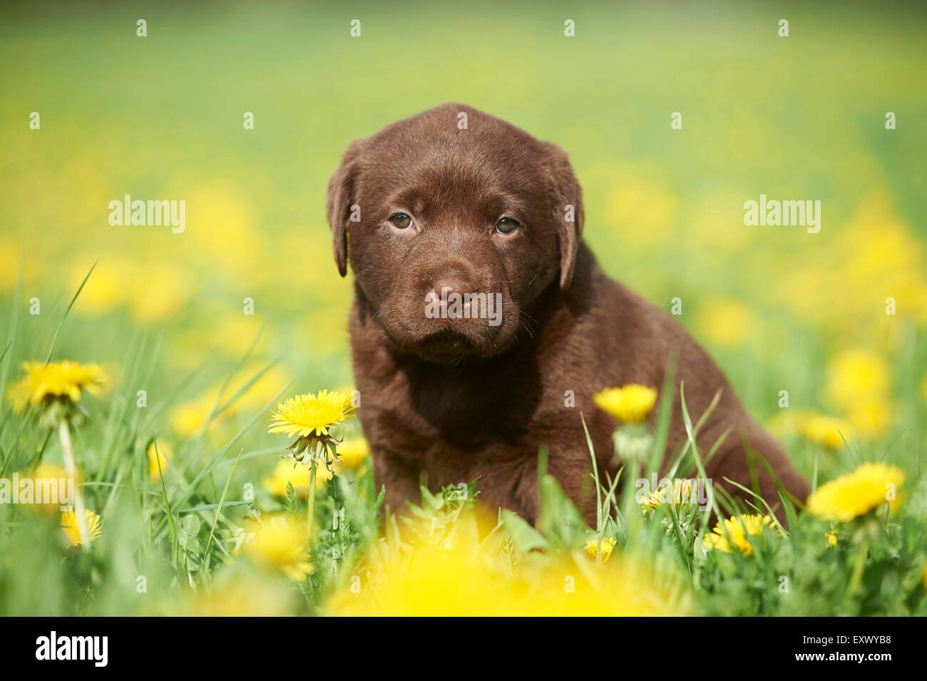 Labrador puppy, Upper Palatinate, Bavaria, Germany, Europe Stock Photo