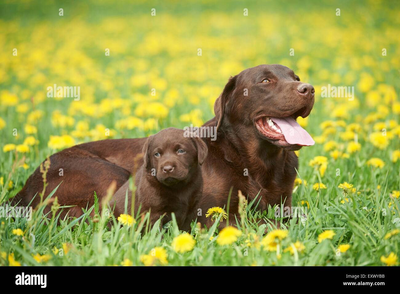 Labrador and puppy, Upper Palatinate, Bavaria, Germany, Europe Stock Photo
