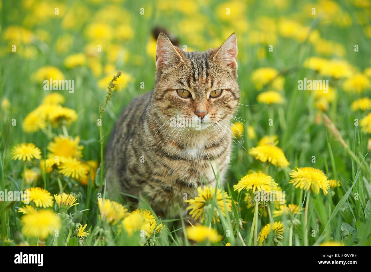 Domestic kitten on a meadow Stock Photo
