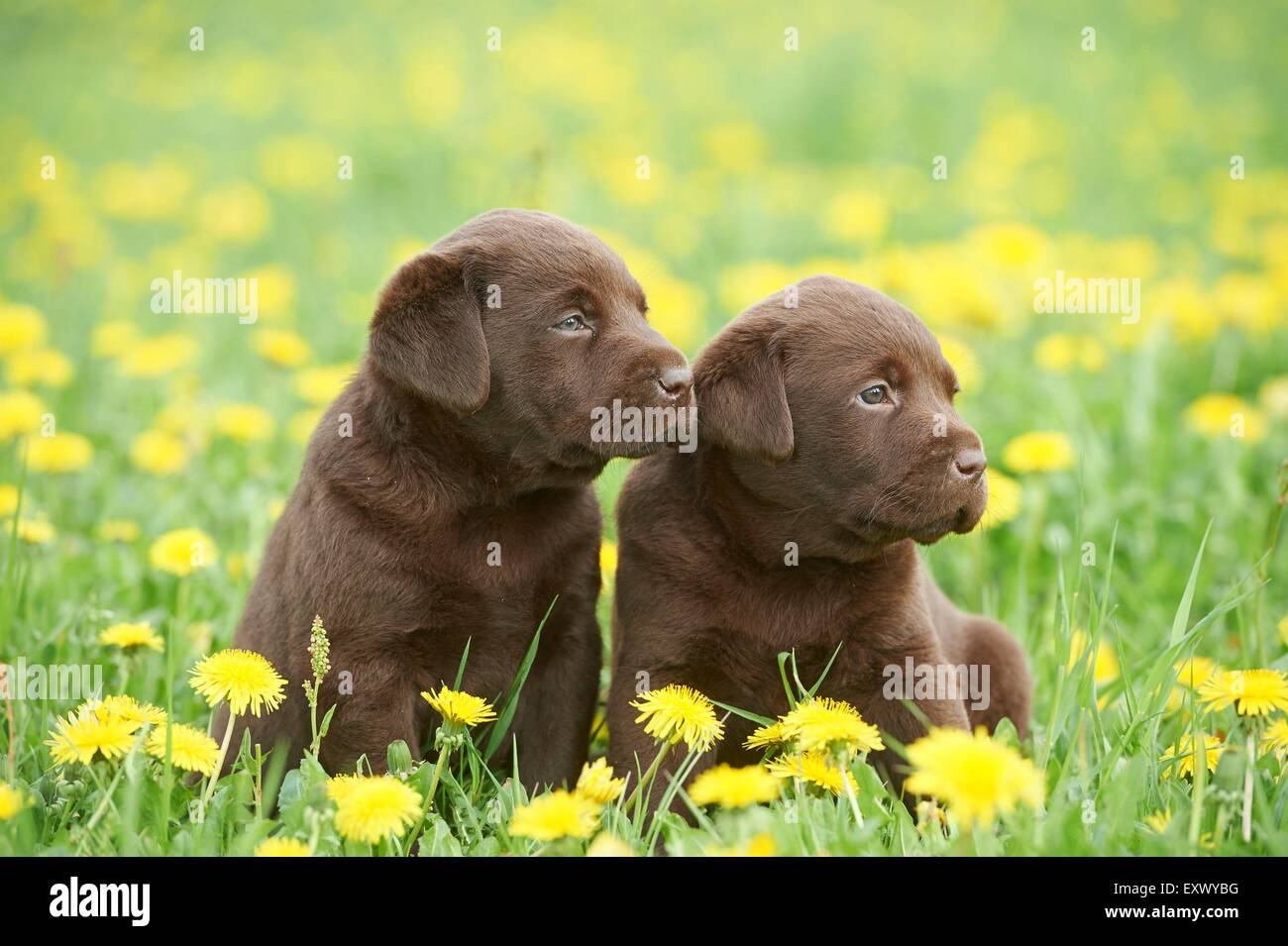 Labrador puppies, Upper Palatinate, Bavaria, Germany, Europe Stock Photo