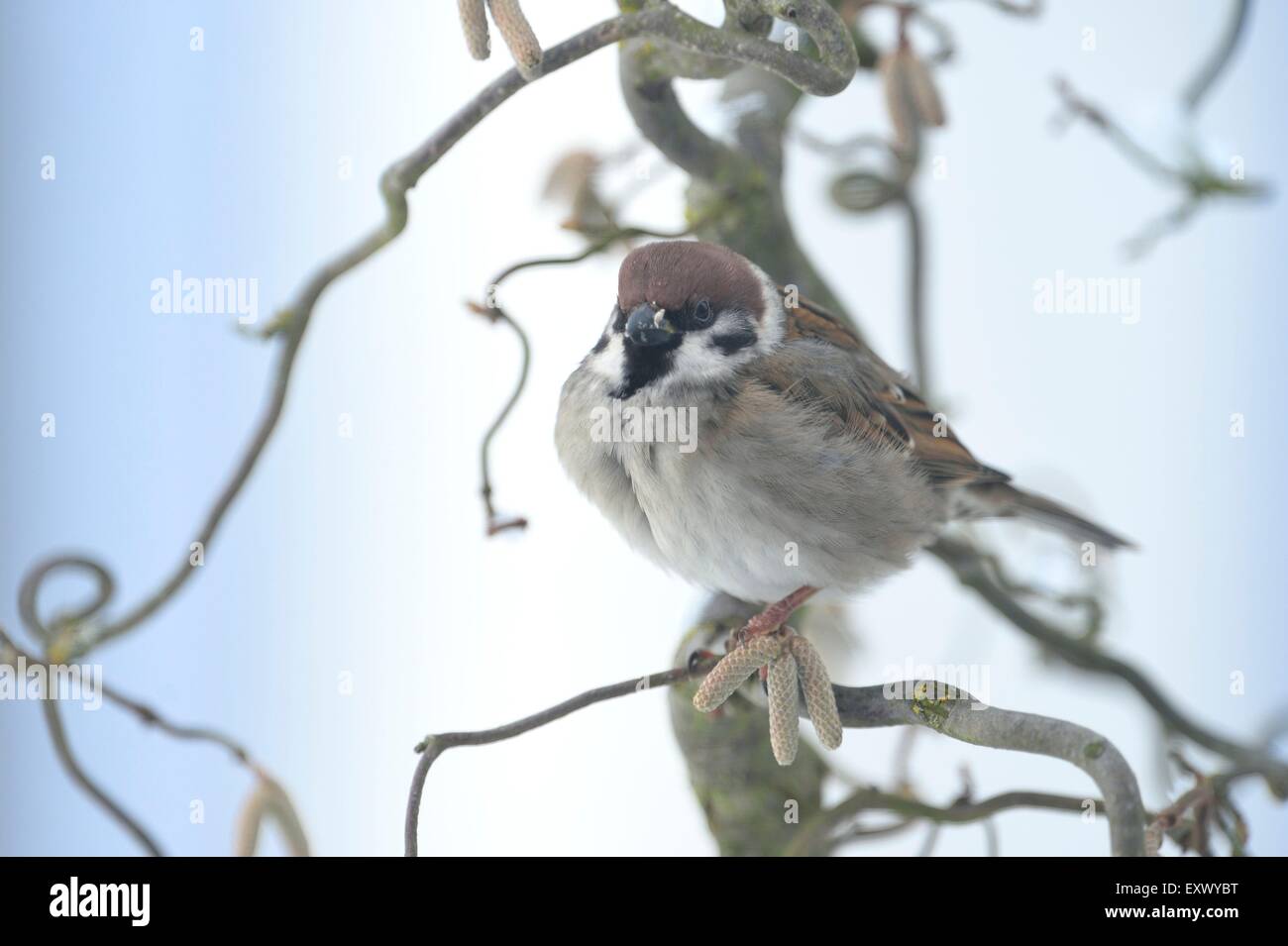 House sparrow, Passer domestics, in winter, Upper Palatinate, Bavaria, Germany, Europe Stock Photo