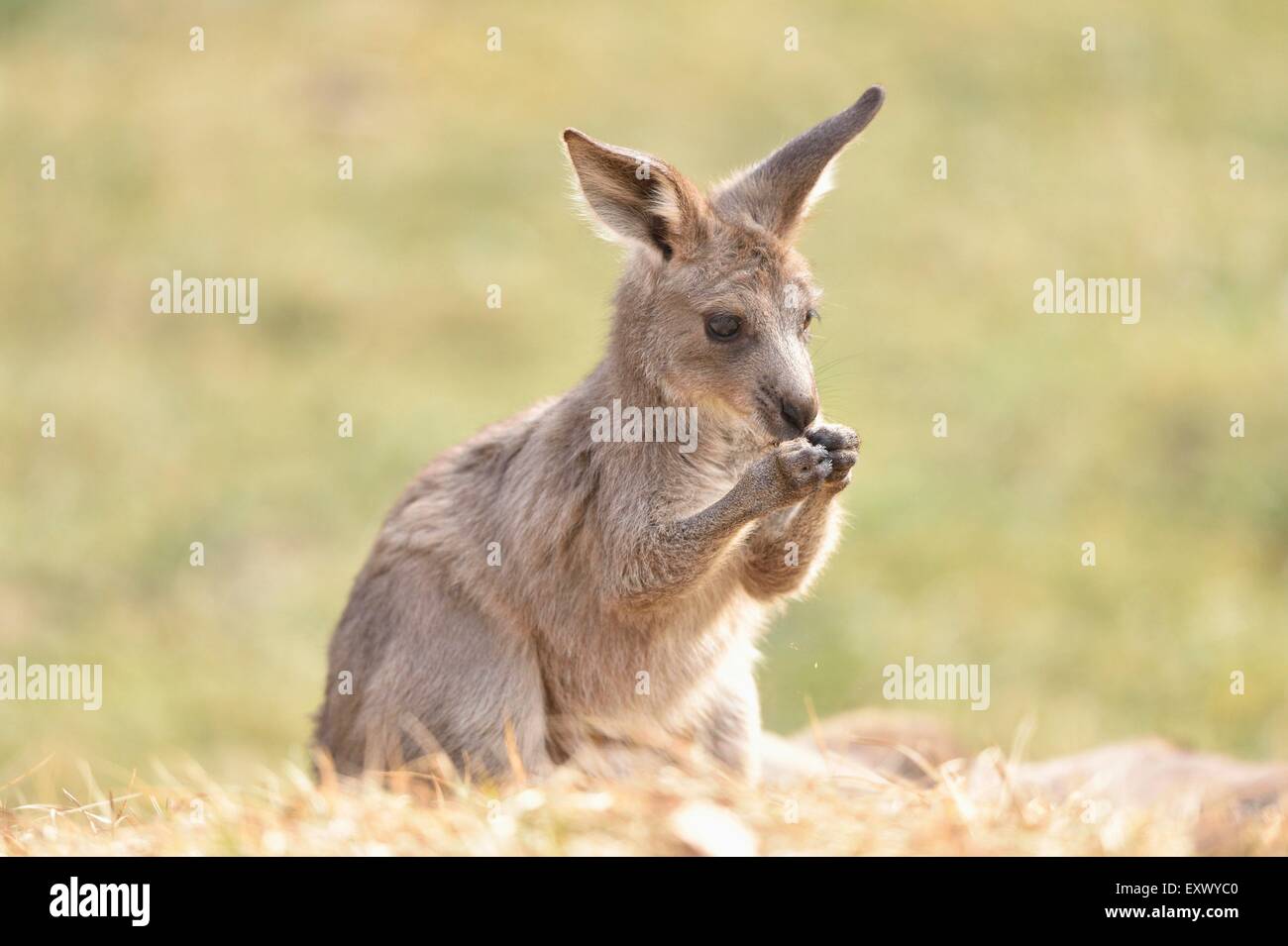 Eastern Grey Kangaroo, Macropus giantess, Bavaria, Germany, Europe Stock Photo