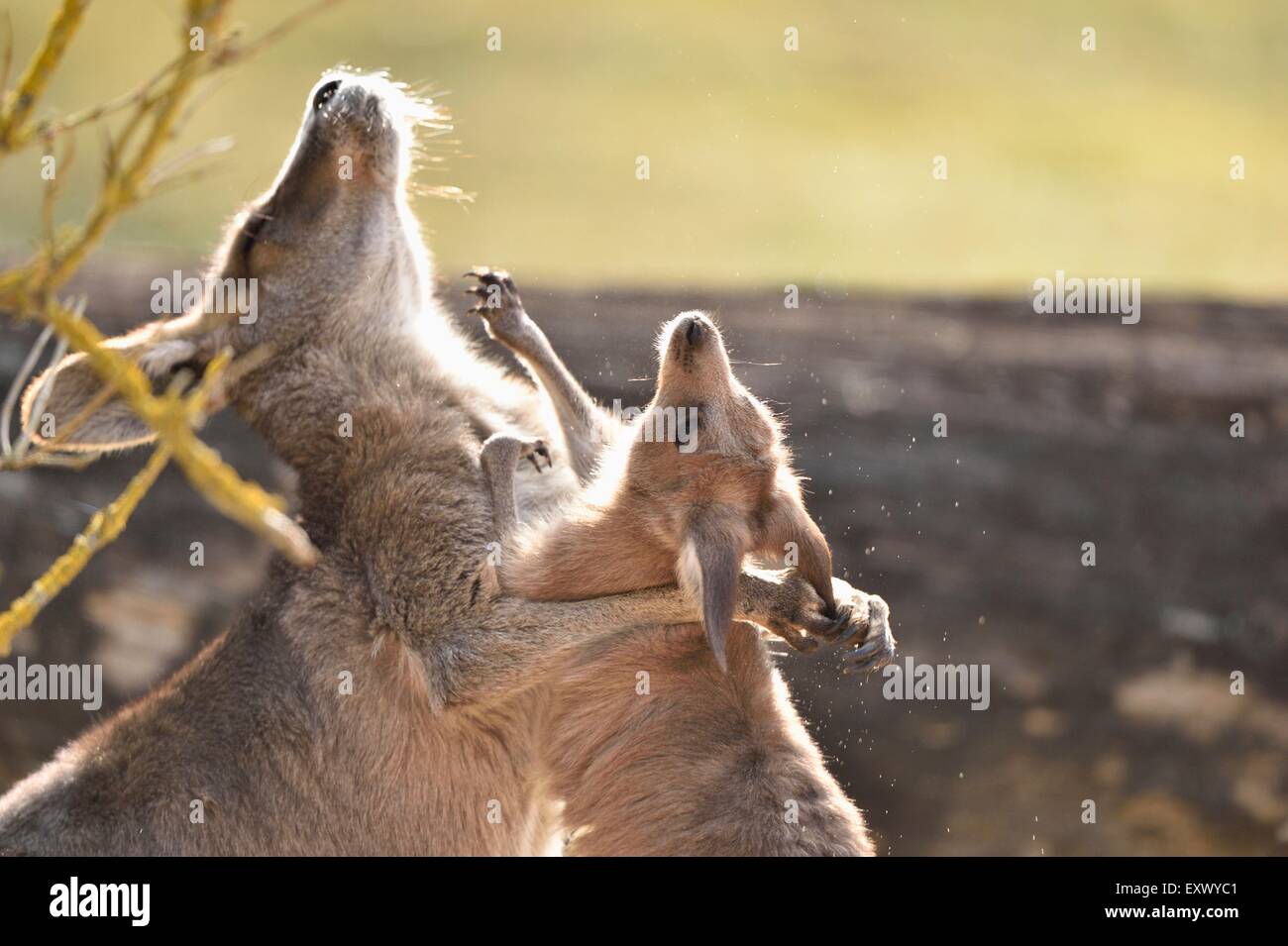 Eastern Grey Kangaroo, Macropus giantess, Bavaria, Germany, Europe Stock Photo