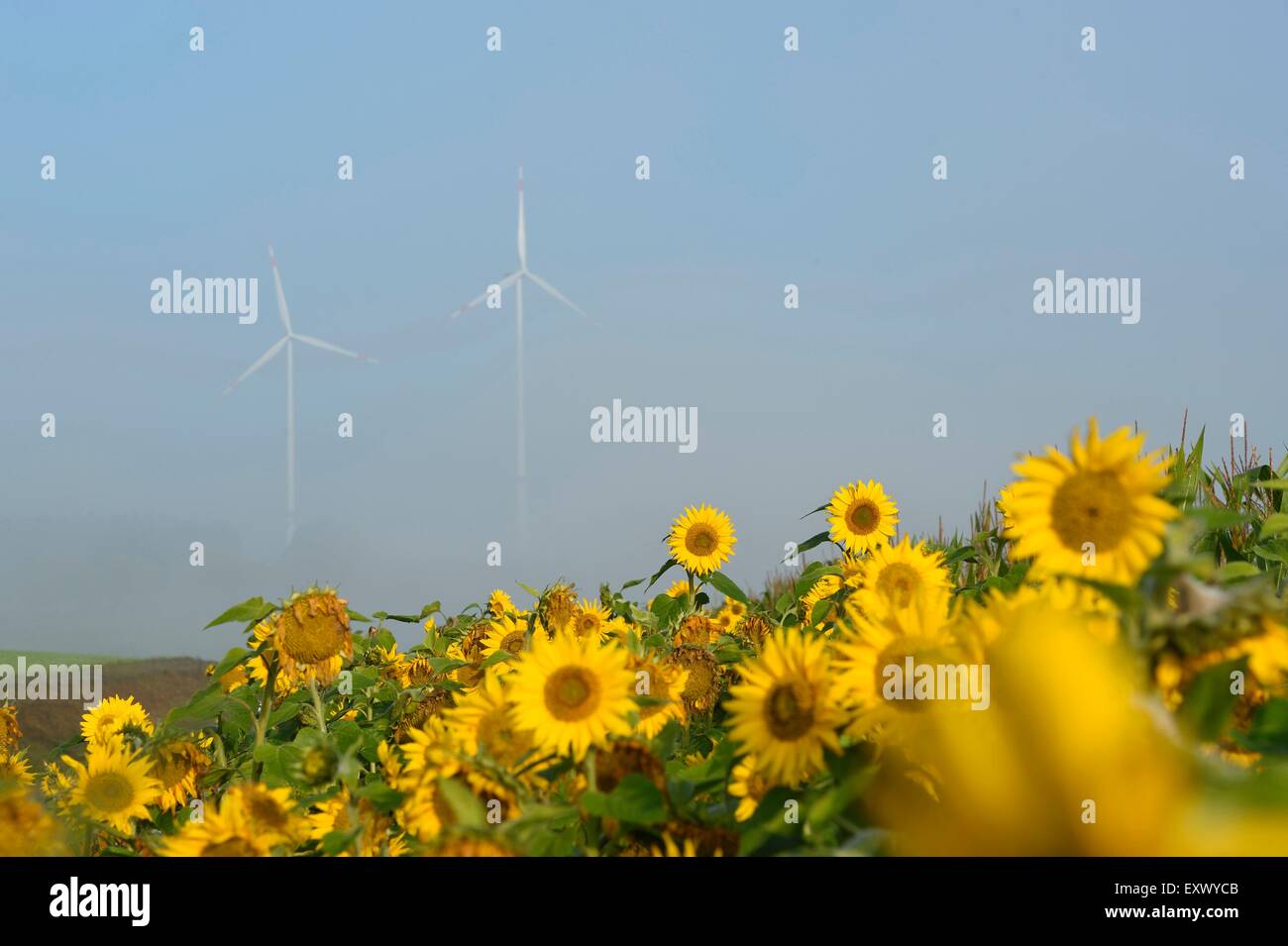 Sunflower field, Upper Palatinate, Bavaria, Germany, Europe Stock Photo