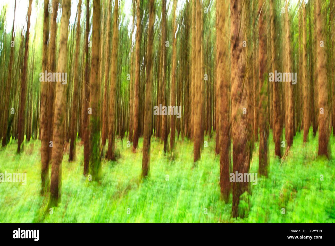 Trees in forest, Schwangau, Allgaeu, Bavaria, Germany, Europe Stock Photo