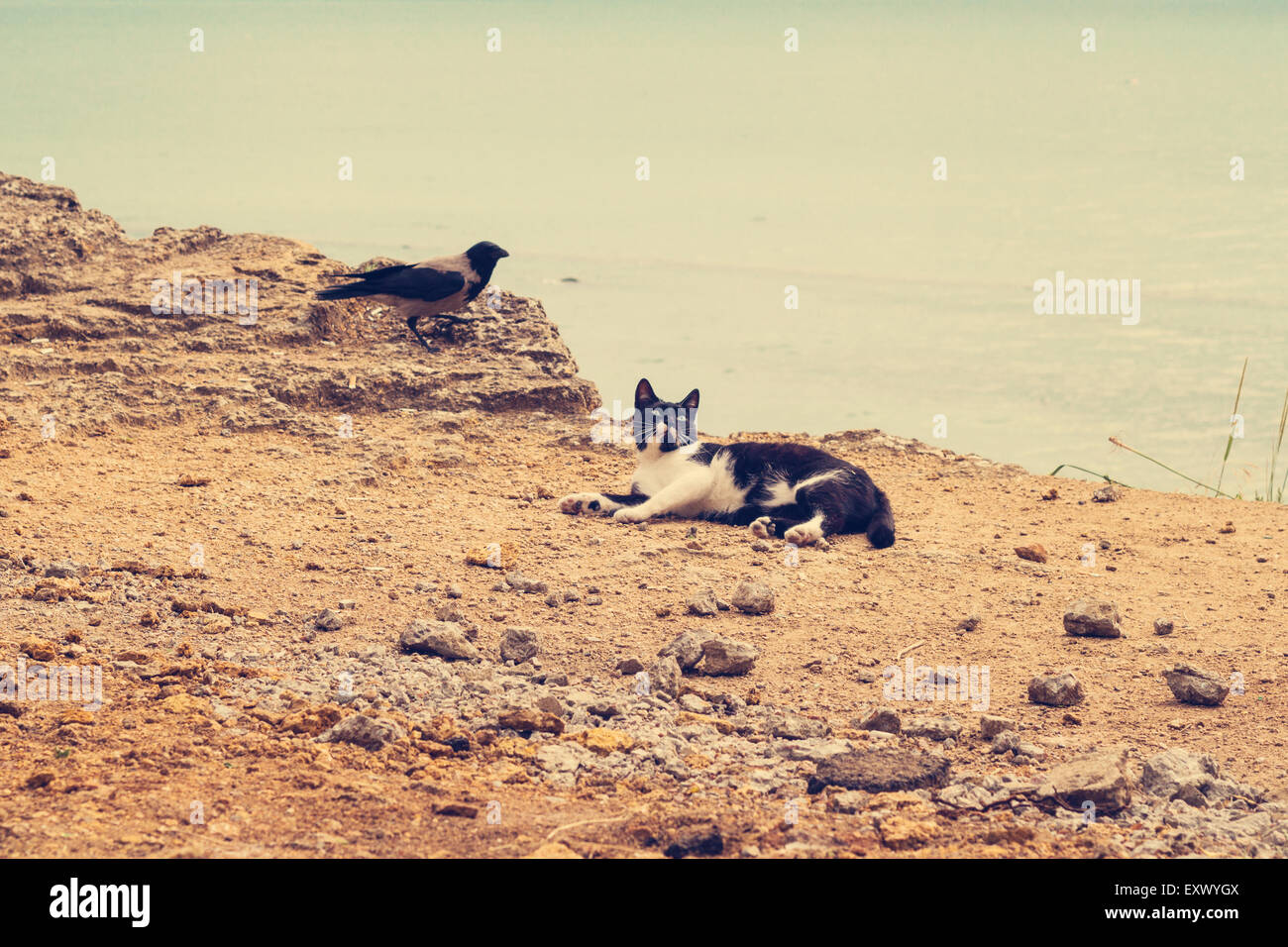 Cat and crow hi-res stock photography and images - Alamy