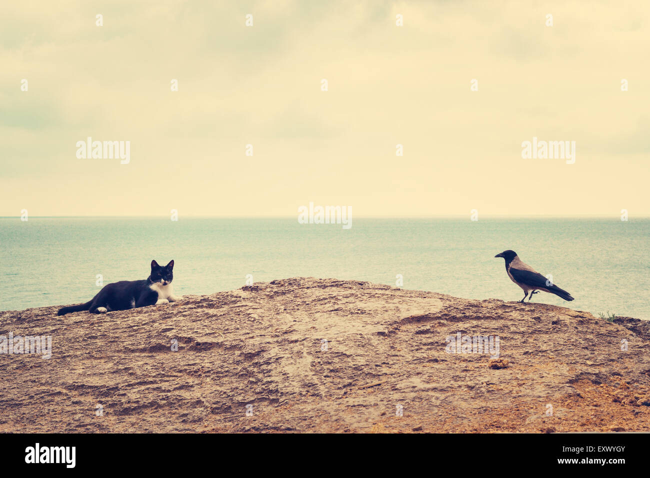 The crow and the cat on the beach. Selective focus Stock Photo - Alamy