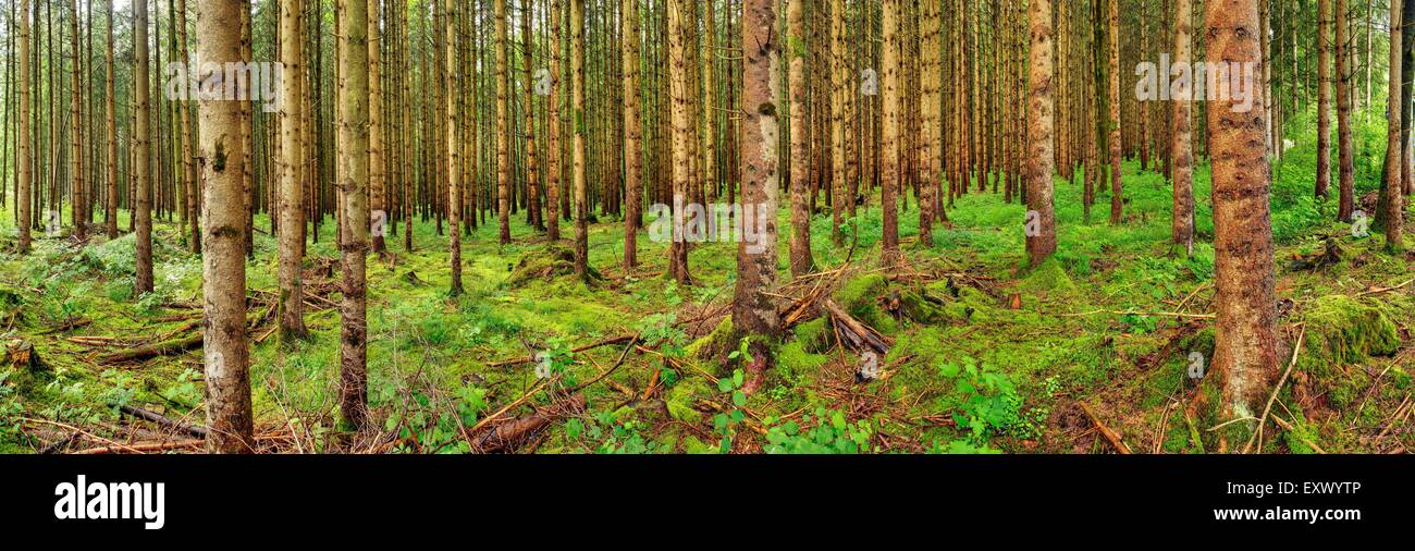 Trees in forest, Schwangau, Allgaeu, Bavaria, Germany, Europe Stock Photo