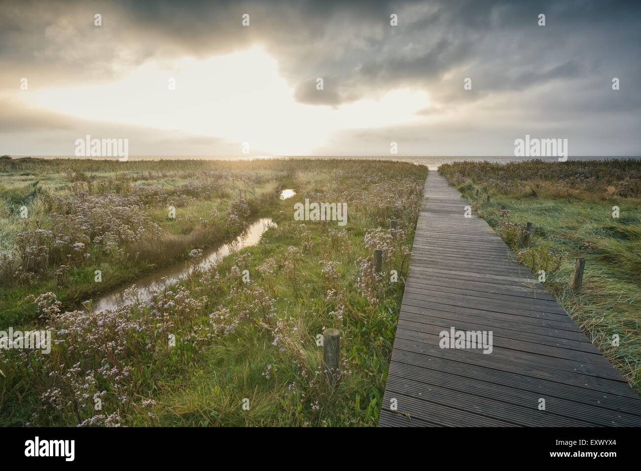 Salt marshes, Sylt, Schleswig-Holstein, Germany, Europe Stock Photo