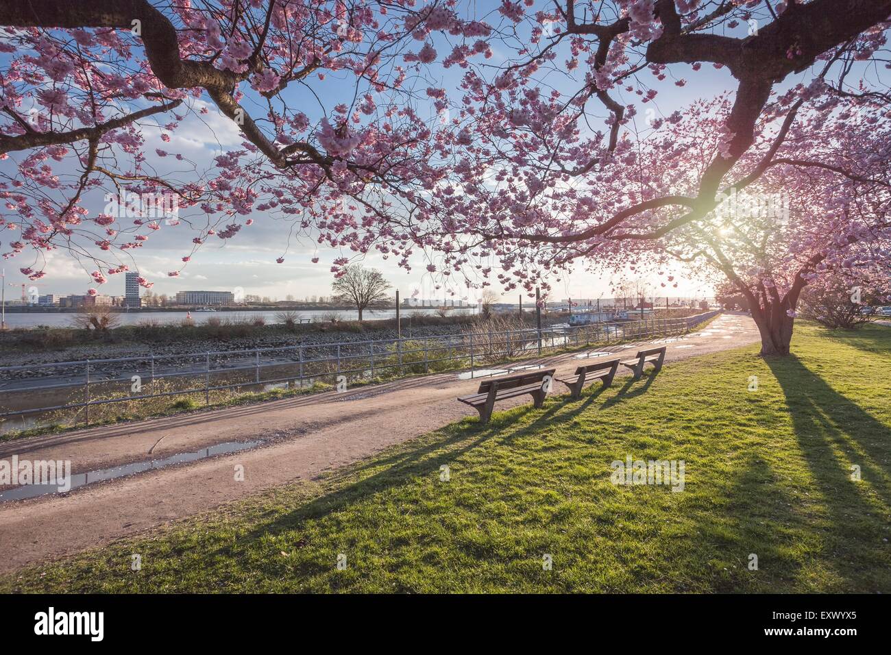 Cherry blossoms in park, Hamburg, Germany, Europe Stock Photo