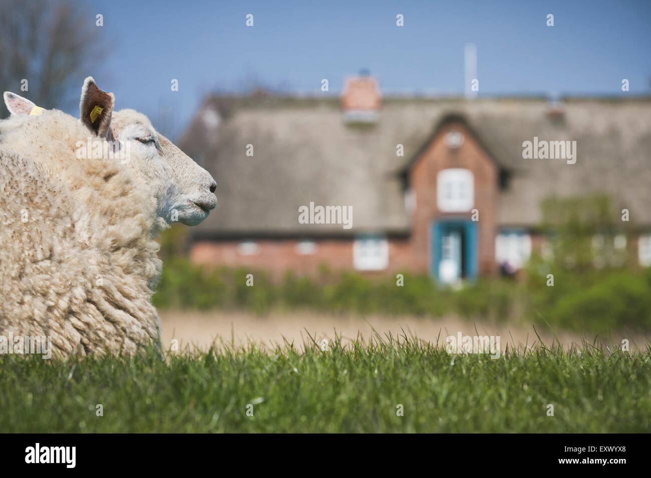 Sheep on dyke, Sylt, Schleswig-Holstein, Germany, Europe Stock Photo
