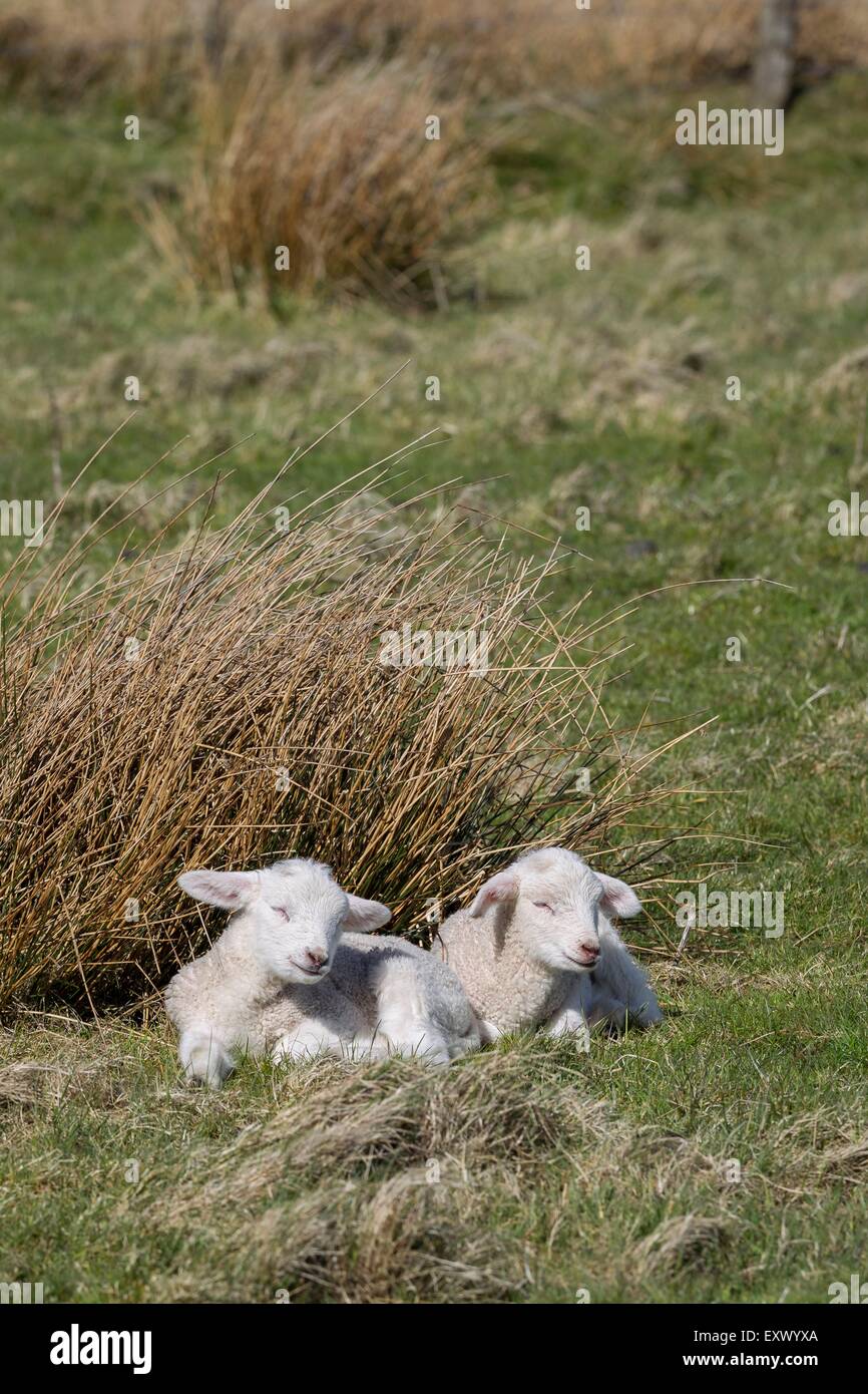 Two lambs on meadow, Sylt, Schleswig-Holstein, Germany, Europe Stock Photo