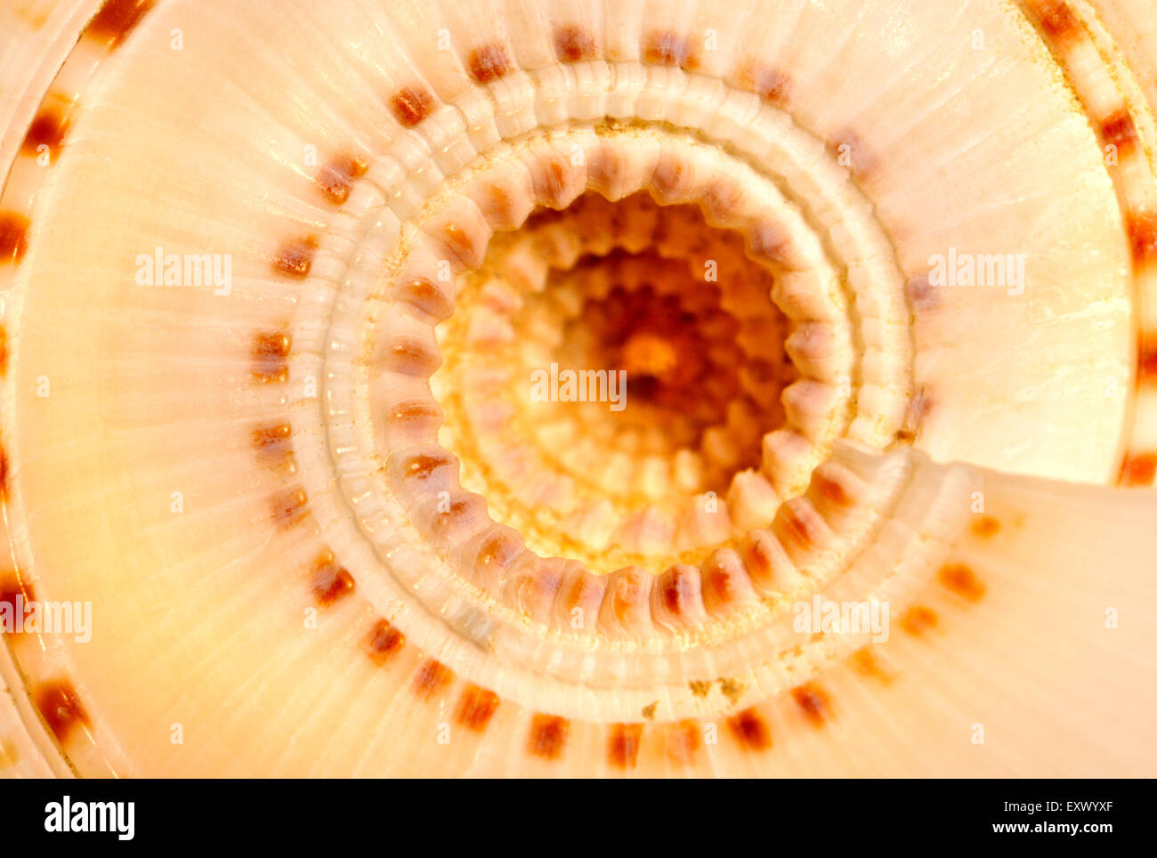 Detail of a Clear Sundial seashell (Architectonica perspectiva) Stock Photo