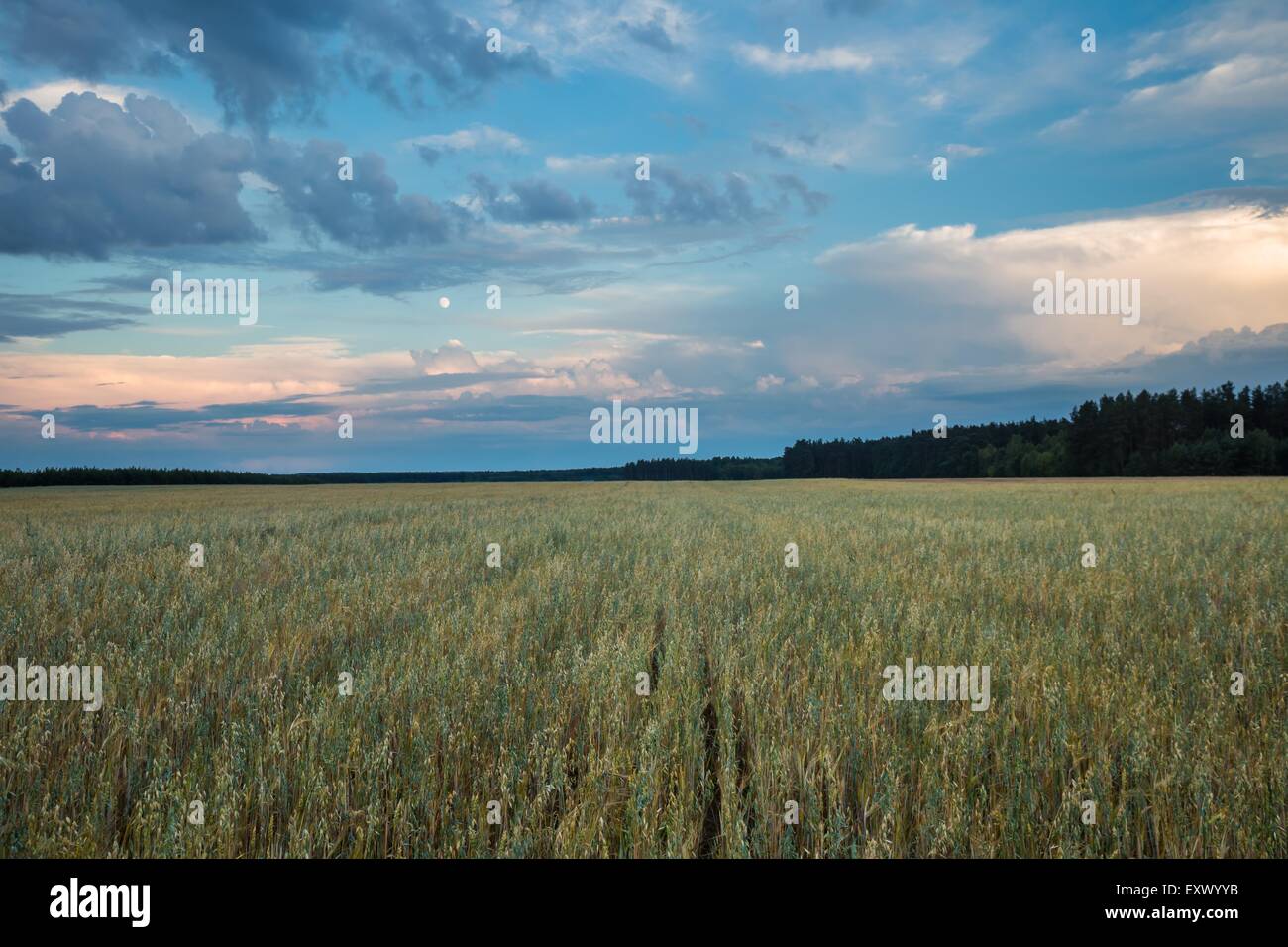 beautiful landscape of sunset over field Stock Photo - Alamy