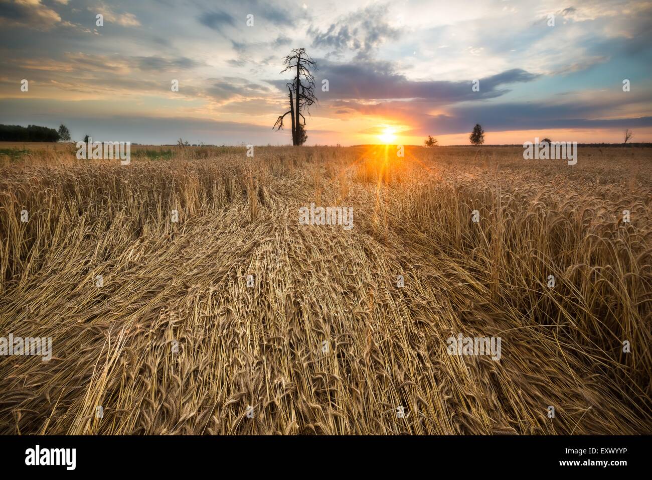 beautiful landscape of sunset over field Stock Photo - Alamy