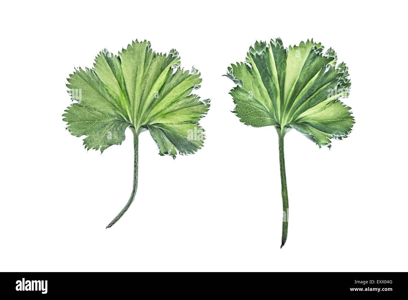 Two leaves of lady's mantle Stock Photo