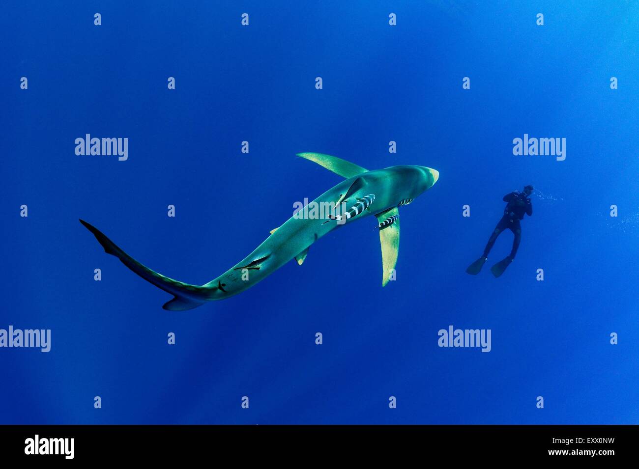 Shark with female diver hires stock photography and images Alamy
