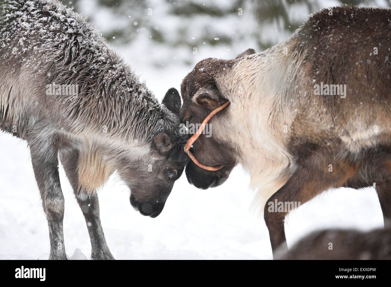 Two reindeers in winter Stock Photo