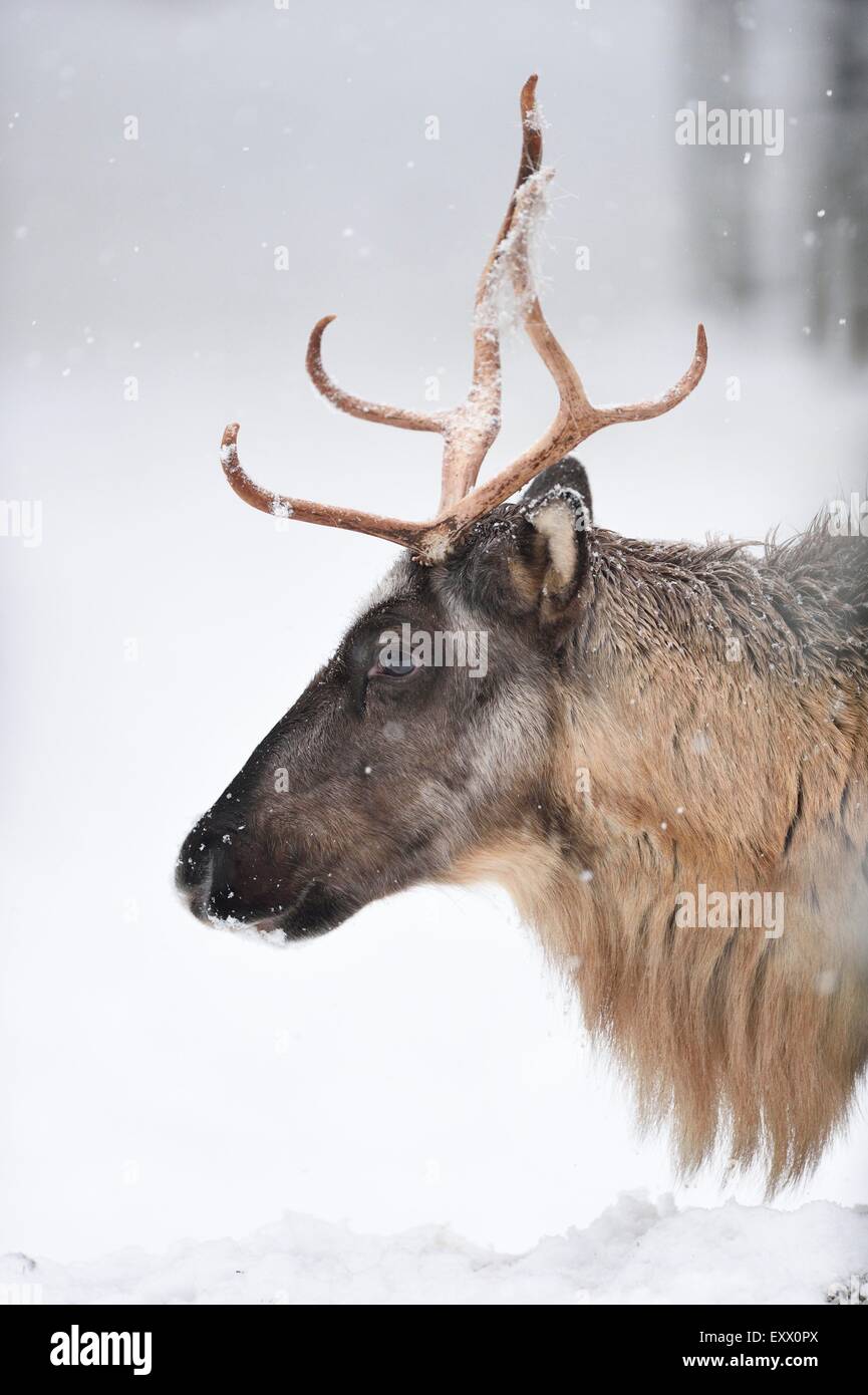 Reindeer in winter Stock Photo