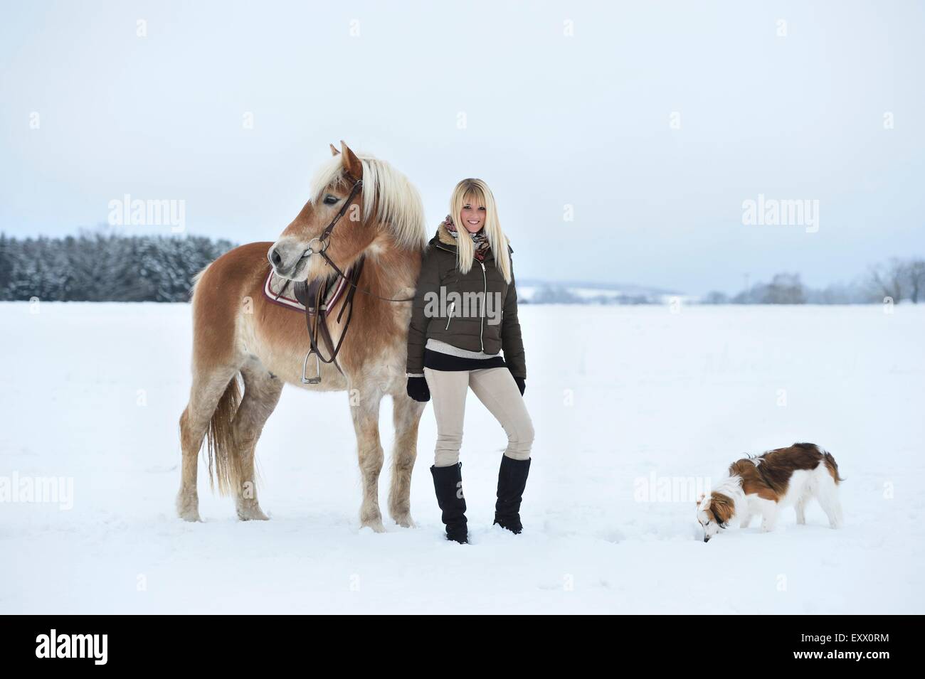 Young woman with Haflinger horse in snow Stock Photo