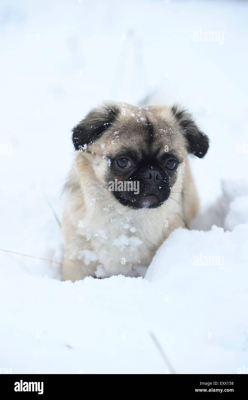 Chihuahua and pug mix dog in snow Stock Photo