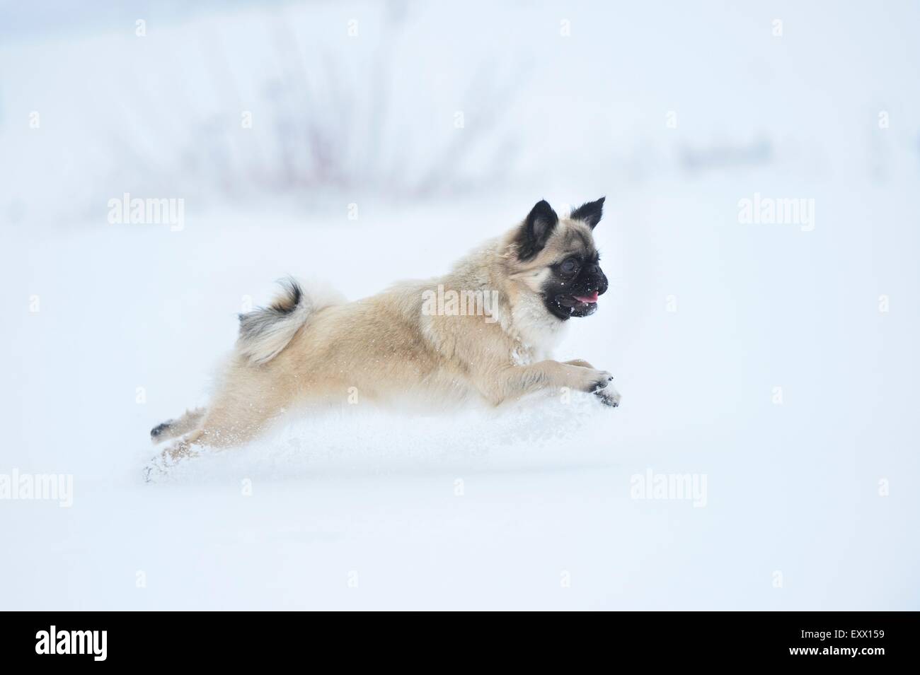 Chihuahua and pug mix dog running in snow Stock Photo
