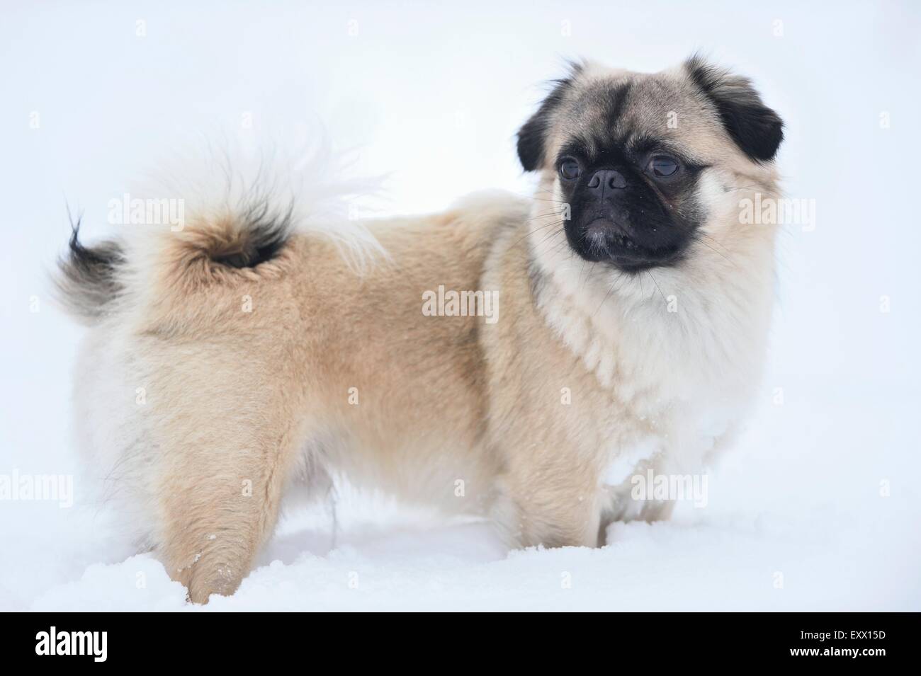 Chihuahua and pug mix dog in snow Stock Photo