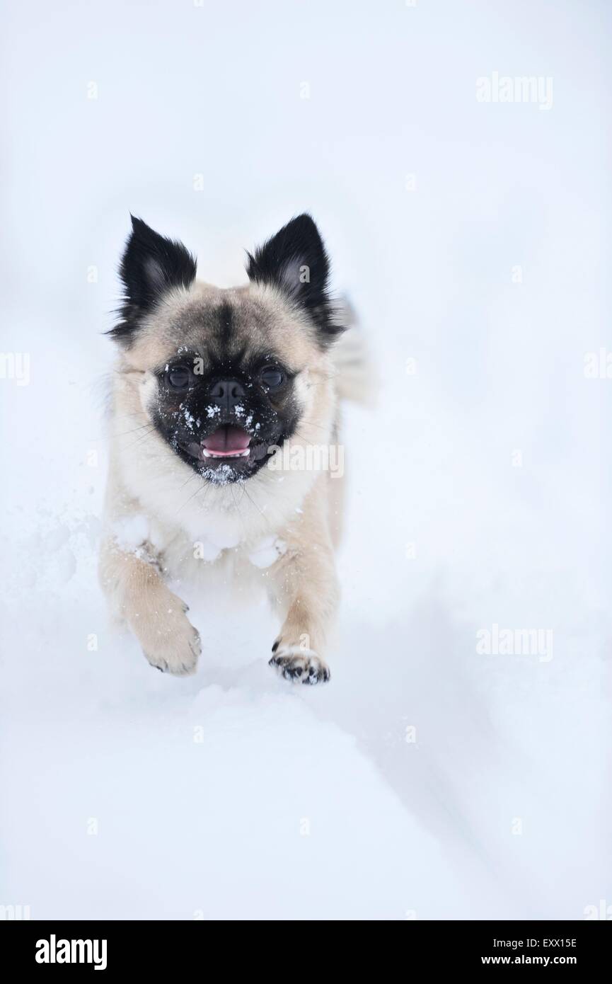 Chihuahua and pug mix dog running in snow Stock Photo