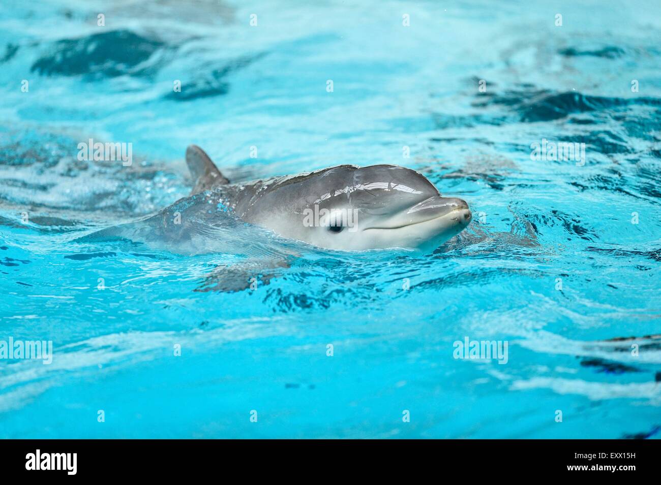Young common bottlenose dolphin in a zoo Stock Photo