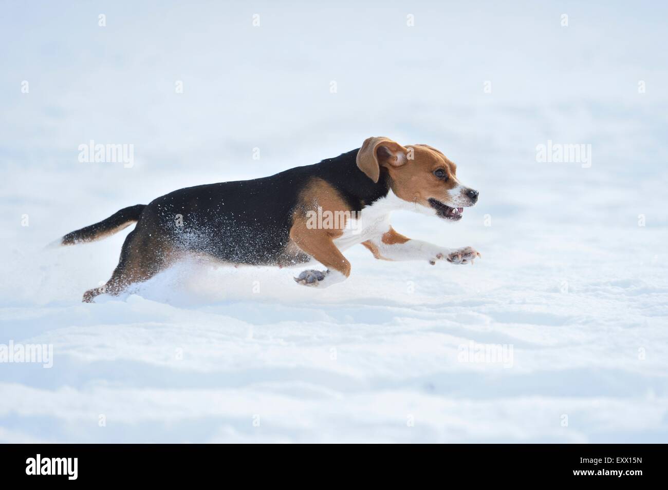 Beagle running in snow Stock Photo